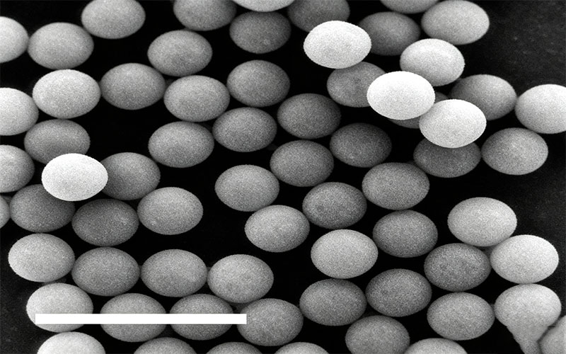 NIR-II Fluorescent Nanobeads