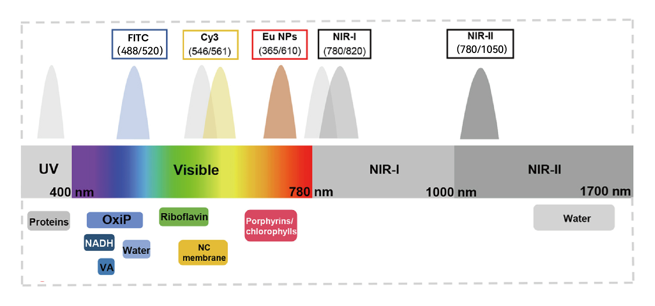 NIR-II vs Traditional Fluorescence Schematic